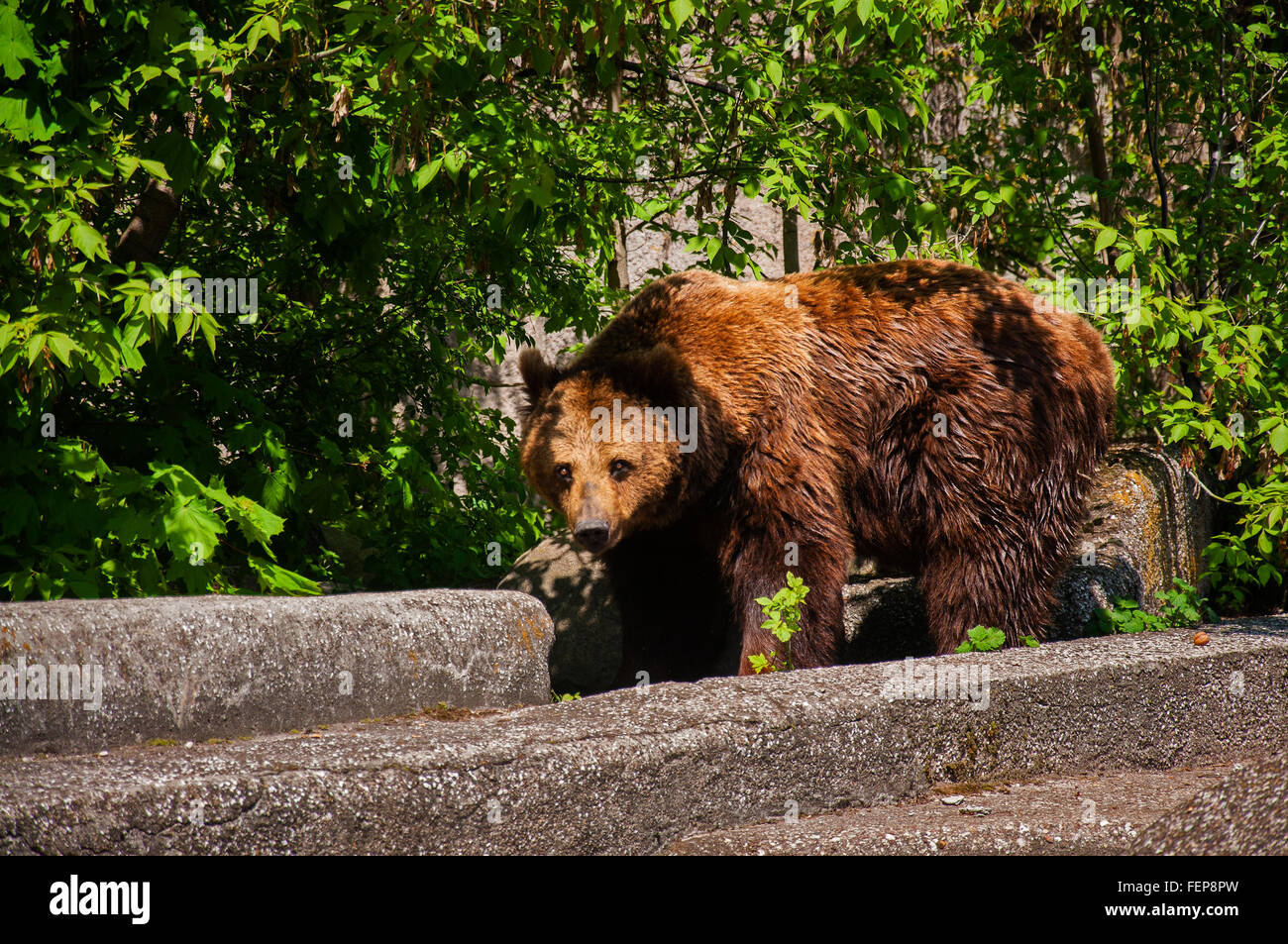 Bär Stockfoto