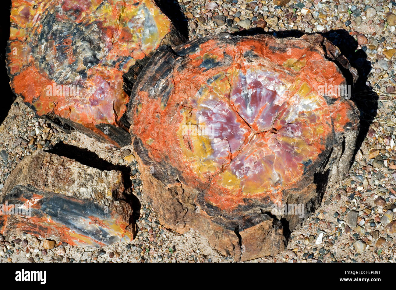 Querschnitt von versteinertem Holz zeigt Kristallmuster, Painted Desert und Petrified Forest National Park, Arizona, USA Stockfoto