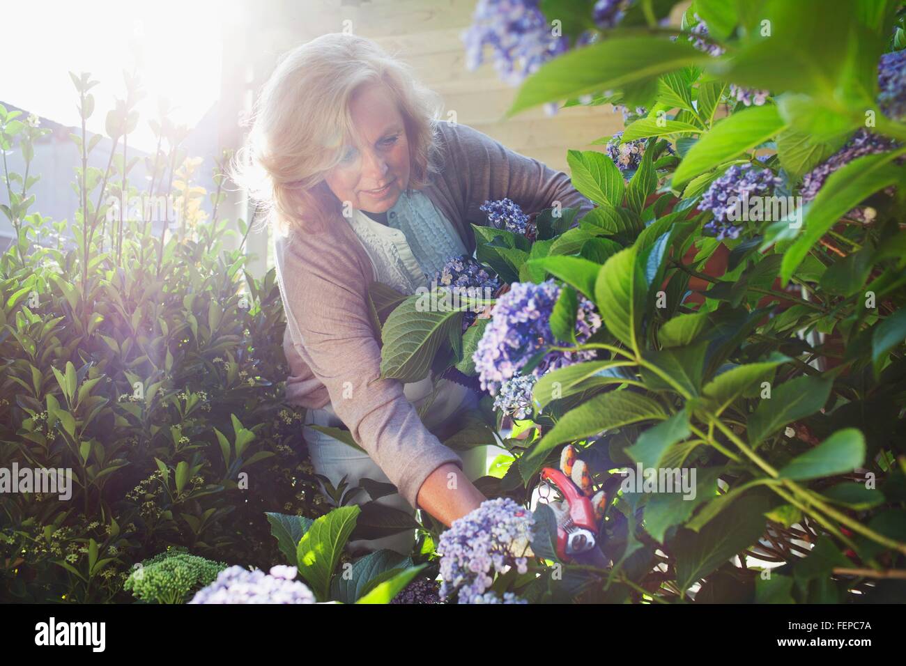 Reife Frau kniend im Garten, Blumen pflücken Stockfoto