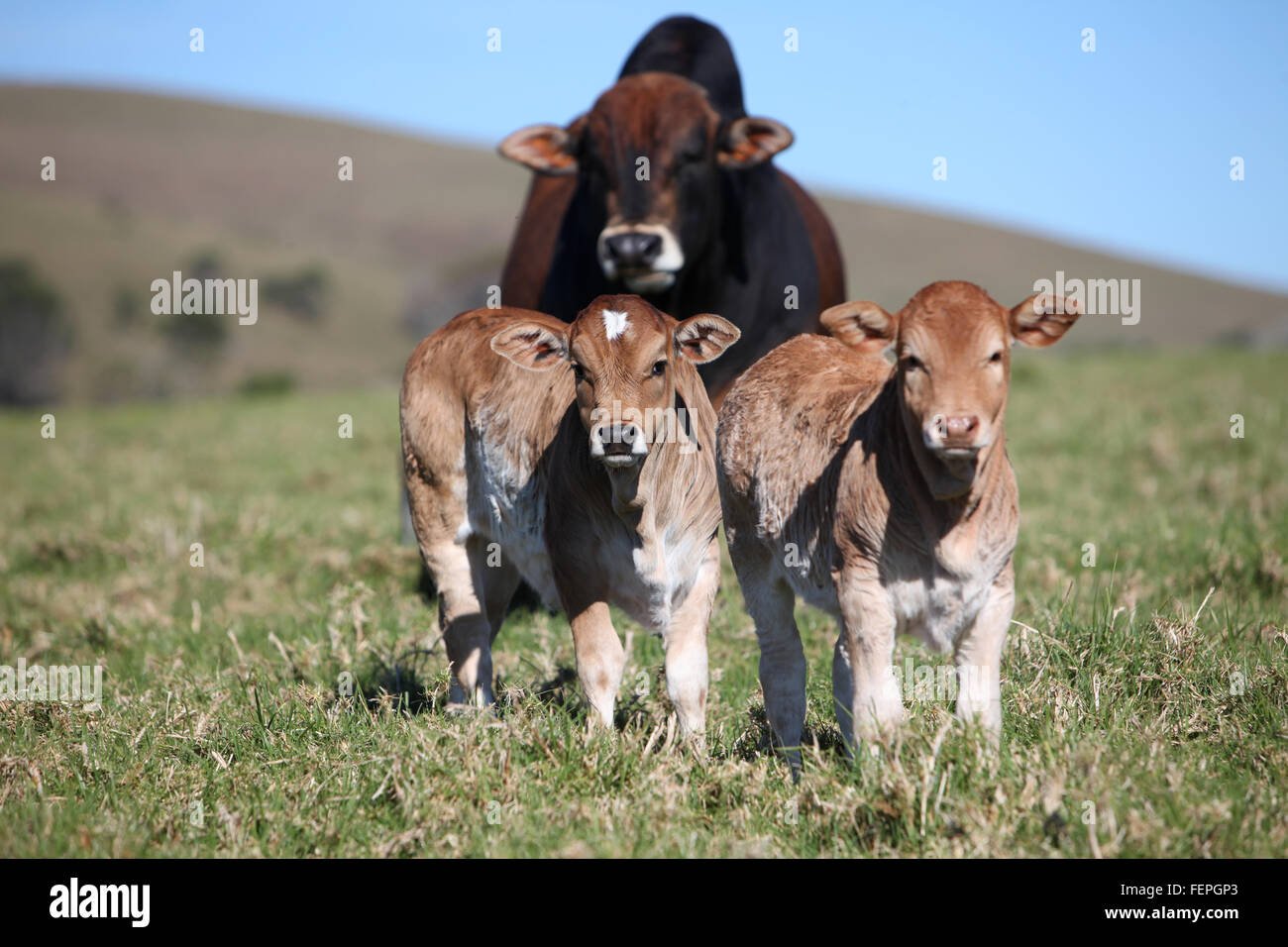 Zwei junge Kälber stehen im Vordergrund des Gestüt Sire oder Stier im Hintergrund. Stockfoto
