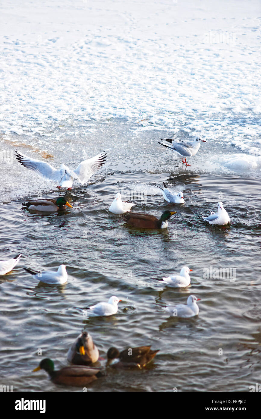 Schwäne und Enten es Langelinie Teich in Winter Kopenhagen. Langelinie ist ein Pier, der Promenade und der Park in zentralen Kopenhagen, Dänemark, und Heimat der Statue der kleinen Meerjungfrau Stockfoto