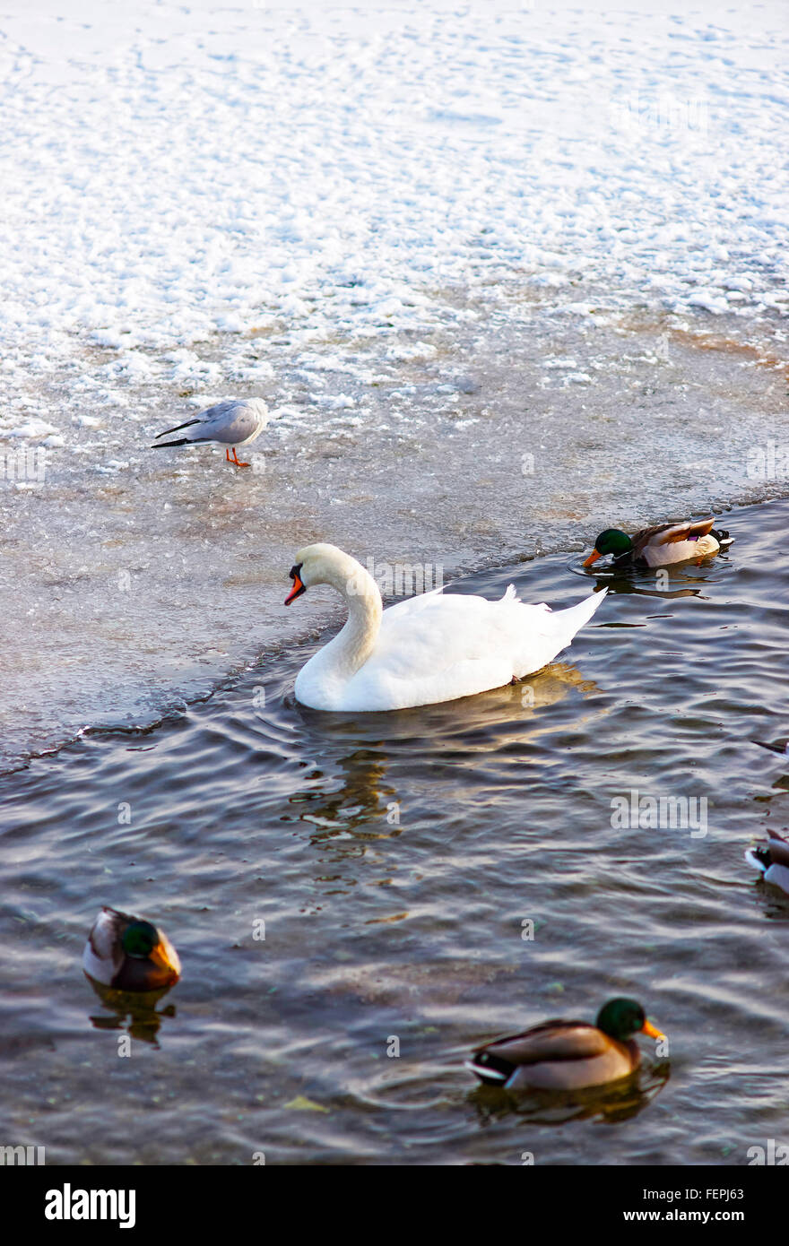 Swan und Enten am Langelinie Park Promenade in Winter Kopenhagen. Langelinie ist ein Pier, der Promenade und der Park in zentralen Kopenhagen, Dänemark, und Heimat der Statue der kleinen Meerjungfrau Stockfoto
