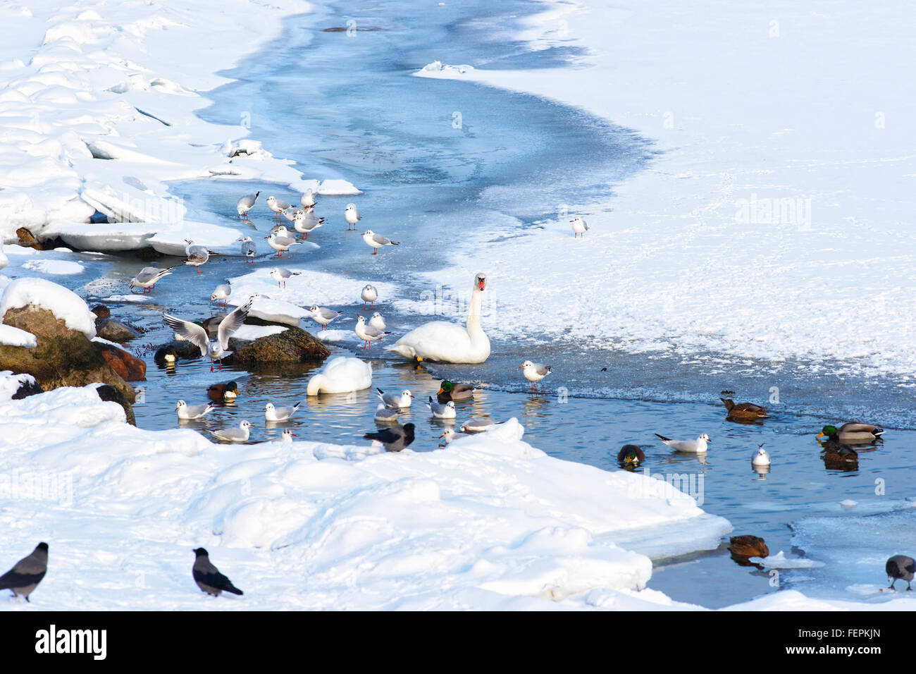 Schwäne und Enten am Langelinie Park Pond in Winter Kopenhagen. Langelinie ist ein Pier, der Promenade und der Park in zentralen Kopenhagen, Dänemark, und Heimat der Statue der kleinen Meerjungfrau Stockfoto