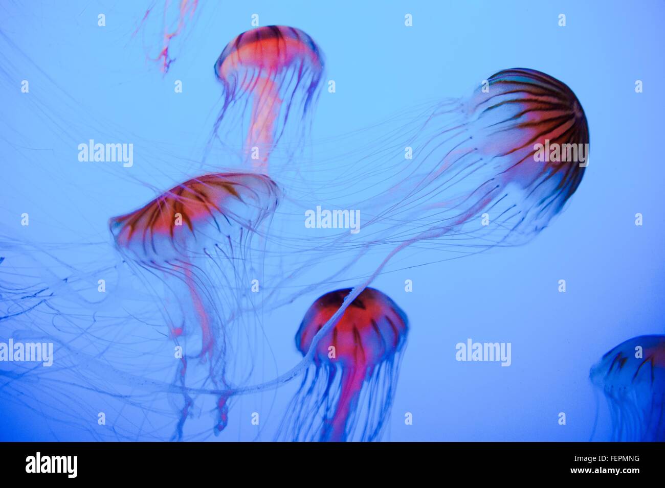 Quallen schwimmen Undersea Stockfoto