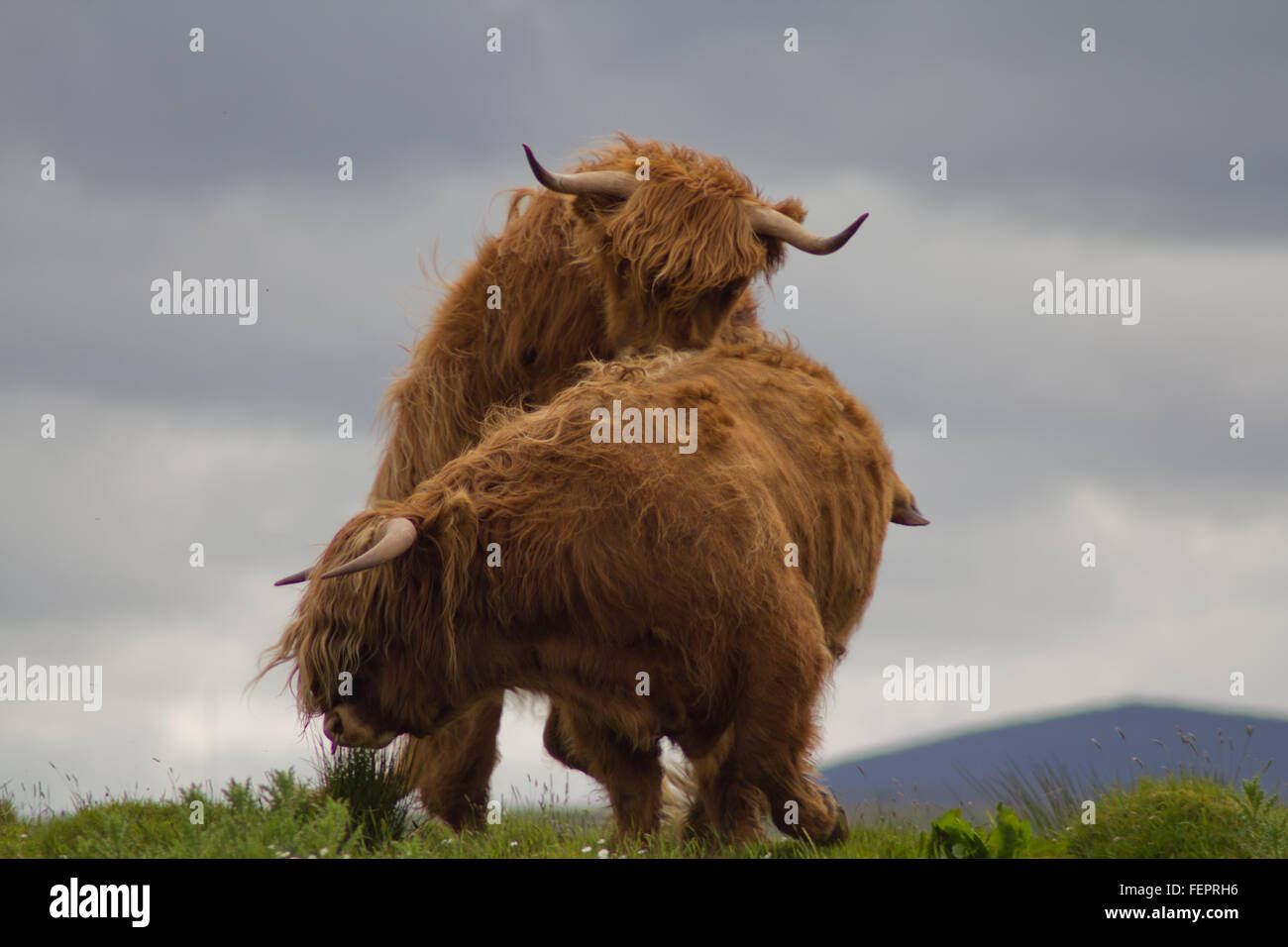 Highland Cow Stockfoto