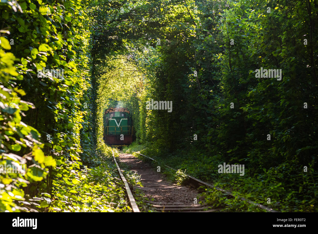 Güterzug mit Holz durchläuft einen natürlichen Tunnel genannt "Tunnel of Love" in Klevan, Region Rovno, Ukraine Stockfoto