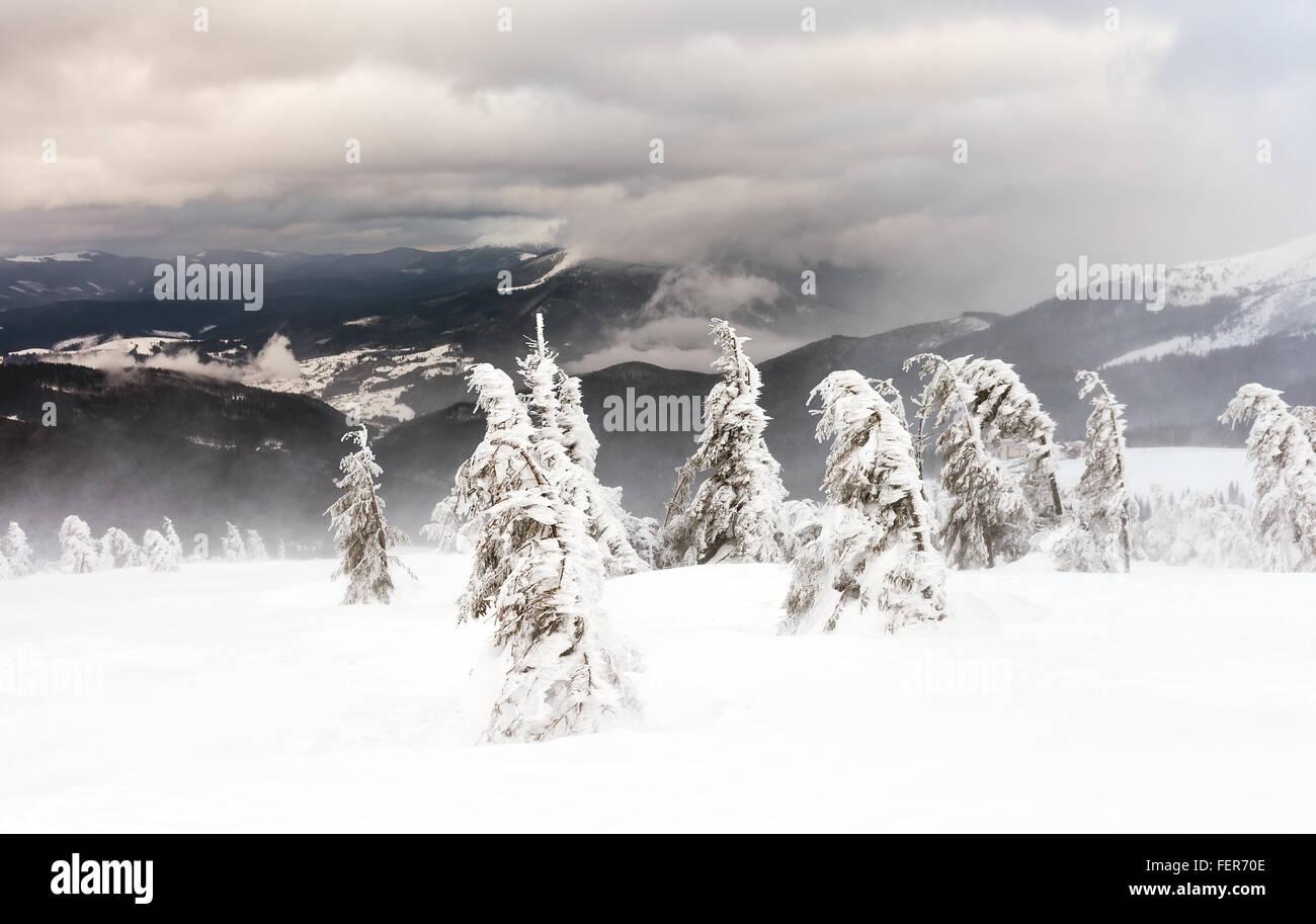 Frisch gefallener Schnee bedeckt die Äste der Bäume. Schnee-Sturm Bäume im Wald mit dicken Beschichtung von schweren Eis und Schnee links Stockfoto