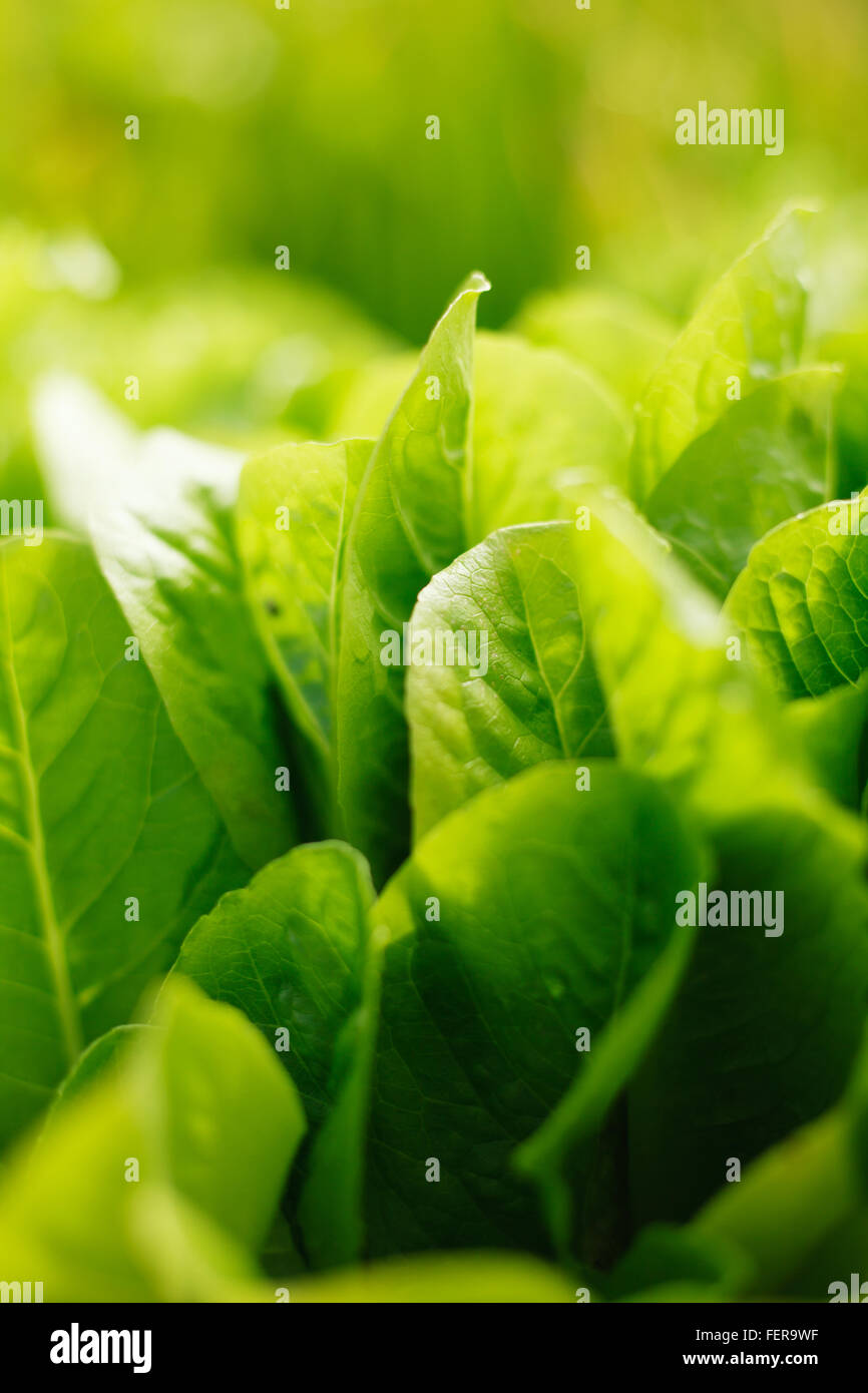 Salat mit einem Bio-Bauernhof Stockfoto