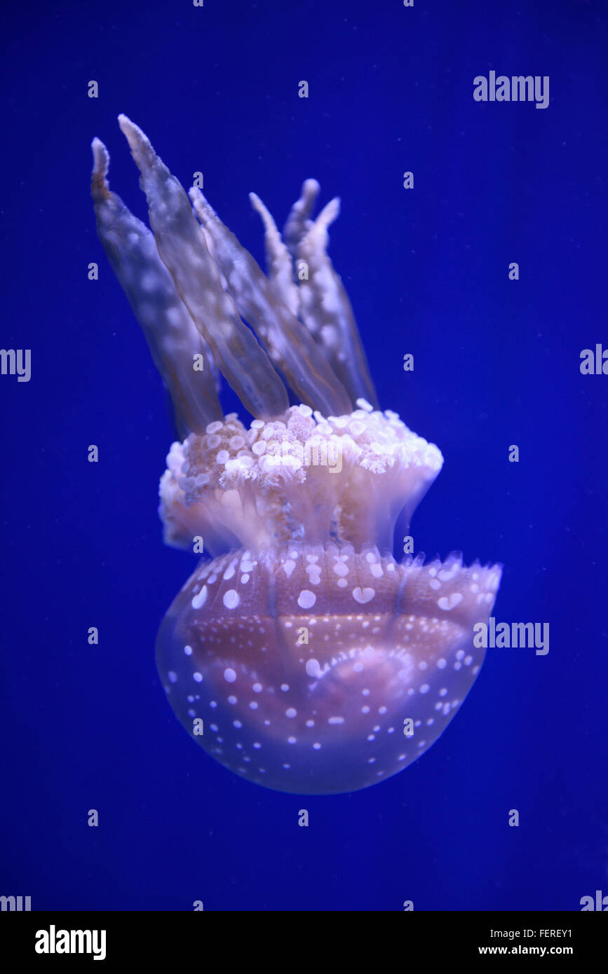 Gefleckte Gelee vor einem blauen Hintergrund in Ripleys Aquarium Toronto Stockfoto