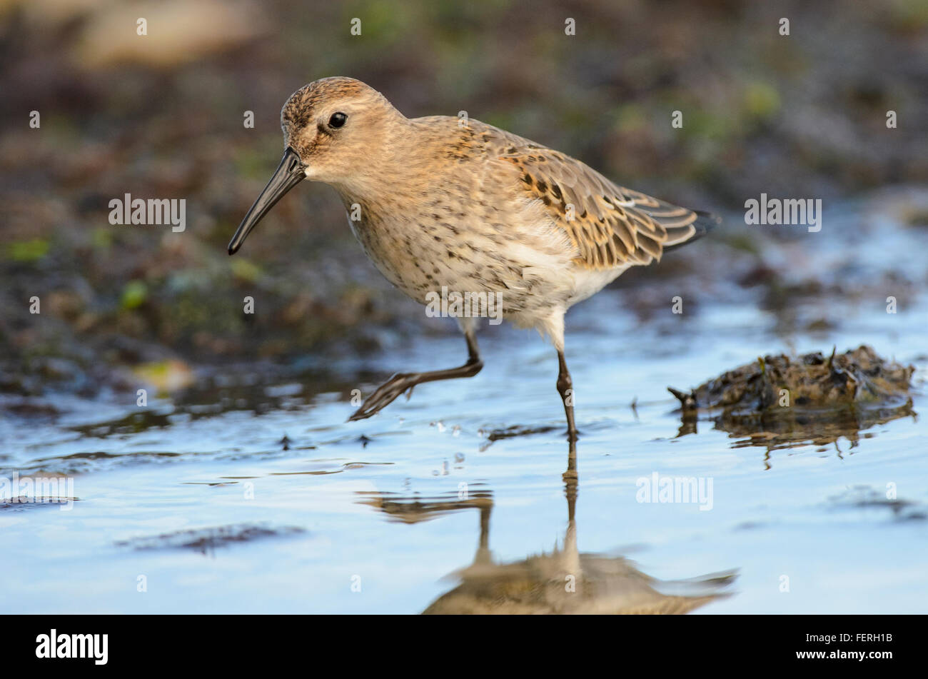 Alpenstrandläufer Calidris Alpina juvenile waten am Strand des Golfs von Riga Stockfoto