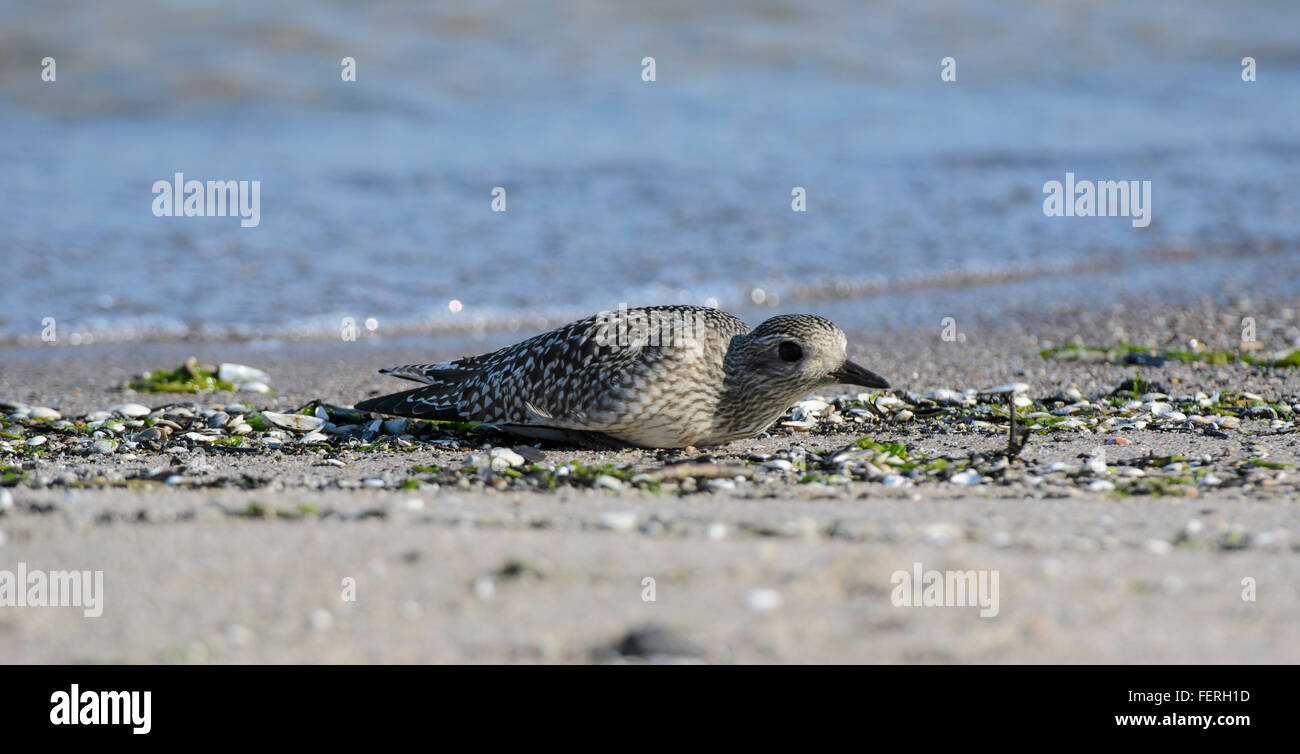 Grey Plover Pluvialis Squatarola am Strand des Golfs von Riga niedriger liegen Stockfoto