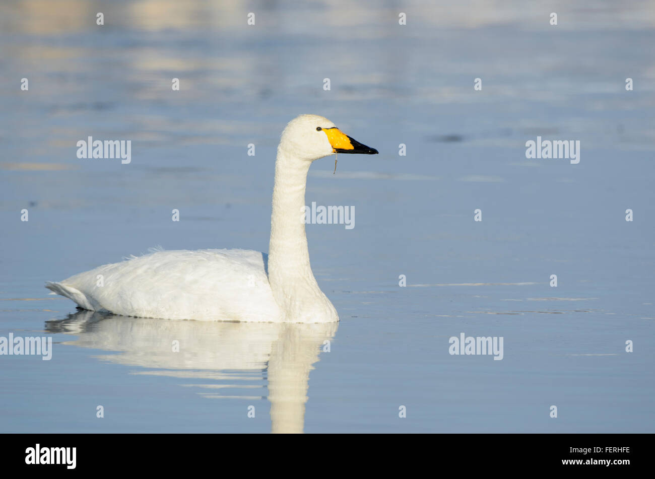 Whooper Schwan Cygnus Cygnus in Wasser Stockfoto