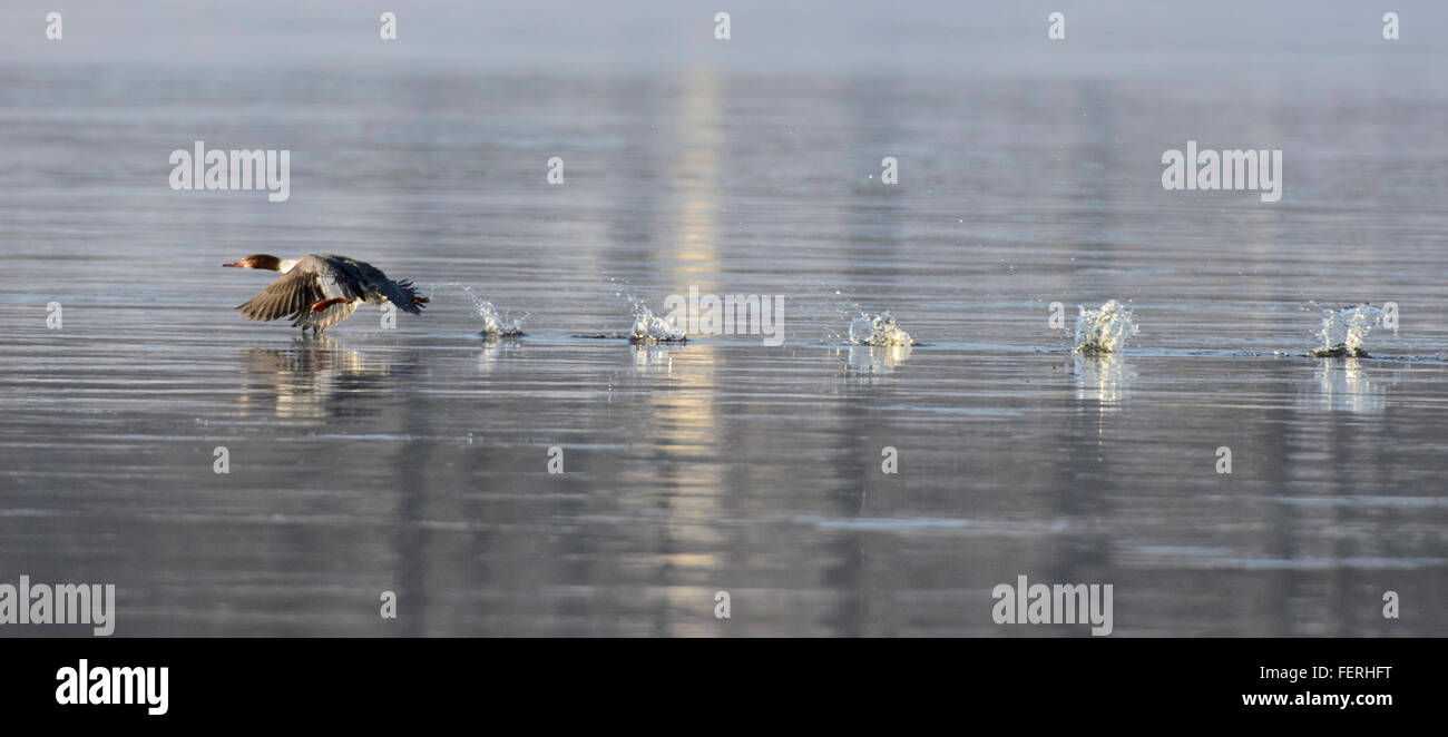 Weiblicher Gänsesäger Mergus Prototyp aus dem Wasser nehmen Stockfoto