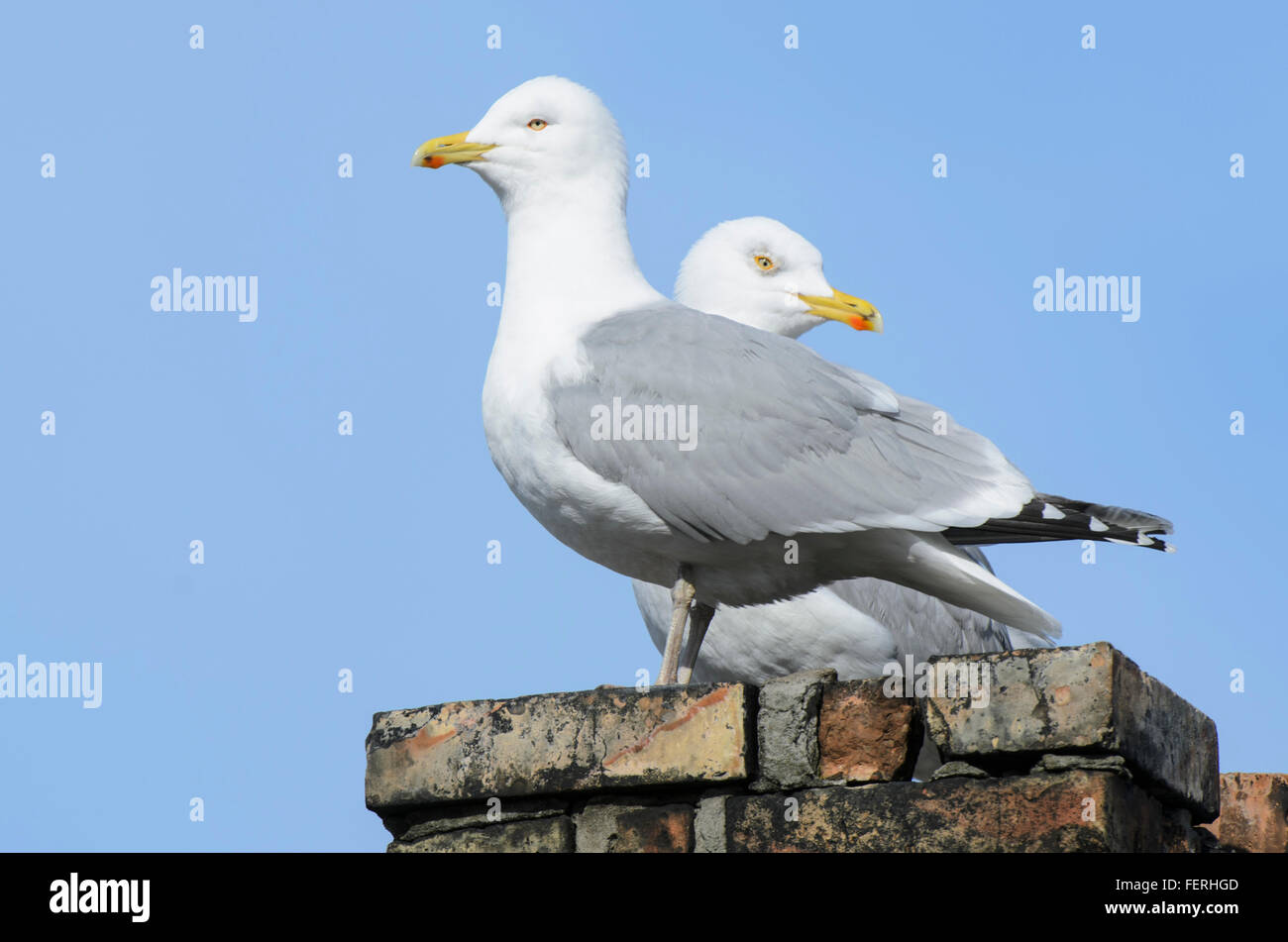 Ein paar der Silbermöwen stehend auf einem Schornstein Stockfoto