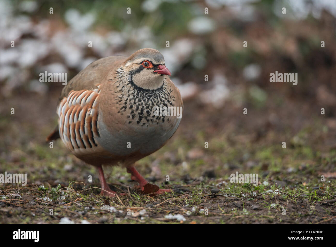 Rothuhn (Alectoris Rufa) Stockfoto