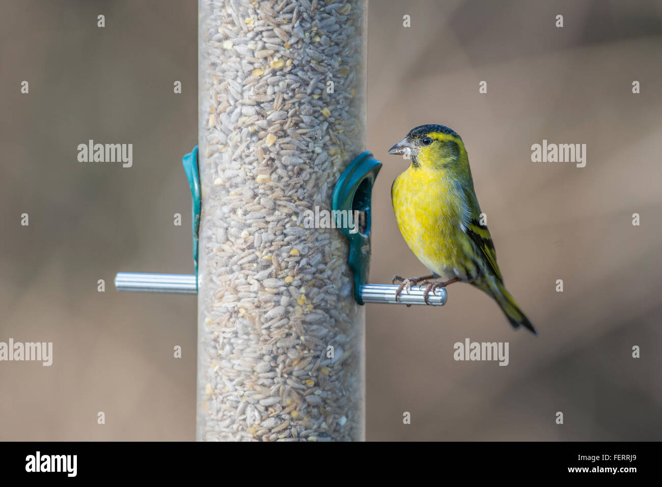 Erlenzeisig (Spinus Spinus) auf ein Futterhäuschen für Vögel Stockfoto