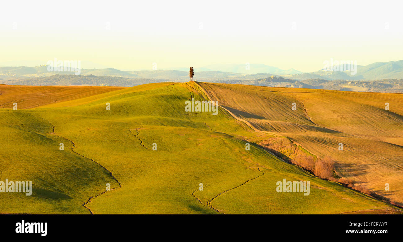 Zypresse, sanften Hügeln und grünen Wiese, ländlichen Landschaft in Crete Senesi, Siena, Toskana. Italien Stockfoto