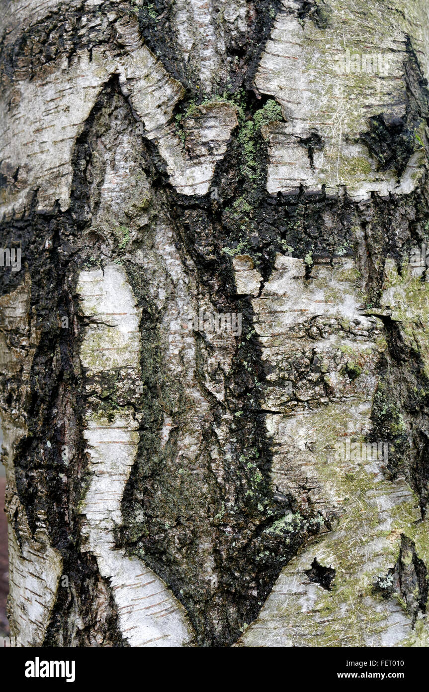 Nahaufnahme von Birke oder europäische weiße Birke (Betula Pendel) Baumrinde, Vancouver, Britisch-Kolumbien, Kanada Stockfoto