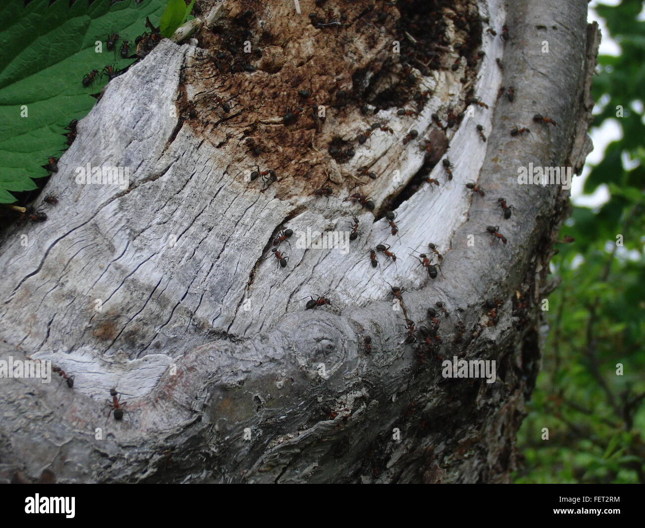 Ameisen am Baum im Wald Stockfotografie - Alamy