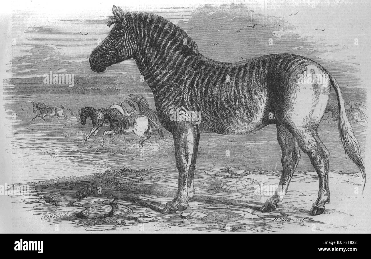 Ausgestorbene Tierarten Quagga, Zoo, Regents Park 1858. Illustrierte London News Stockfoto