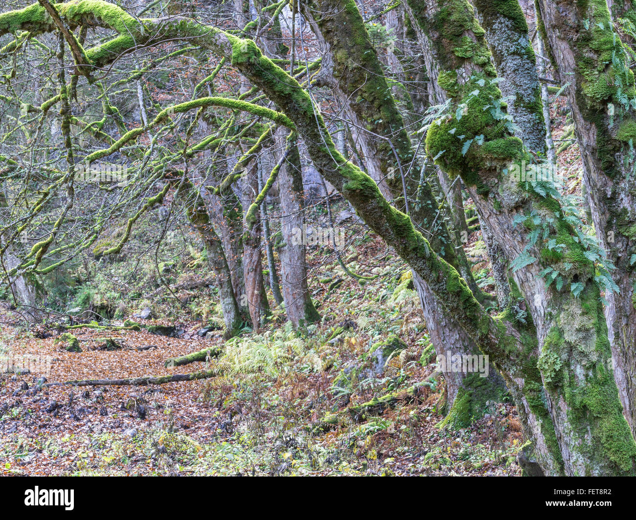 Bemoosten Bäumen im Nationalpark Gesäuse, Hieflau, Hartlgraben, Steiermark, Österreich Stockfoto