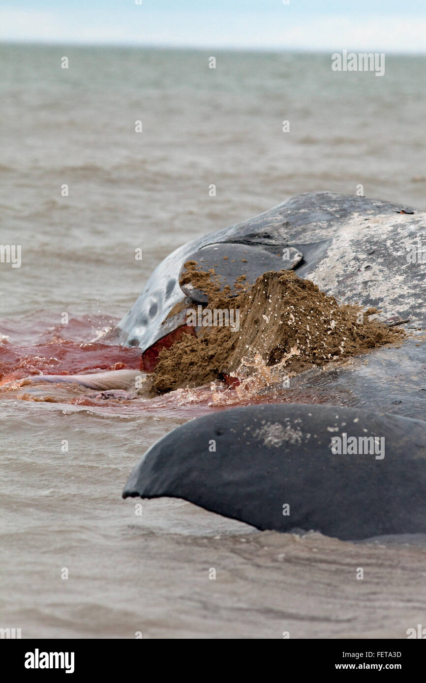 Pottwal (Physeter Macrocephalus). Fluke Ende eines 14 Meter lange gestrandeten Tieres Hunstanton, North Norfolk, Großbritannien. 2016 Stockfoto