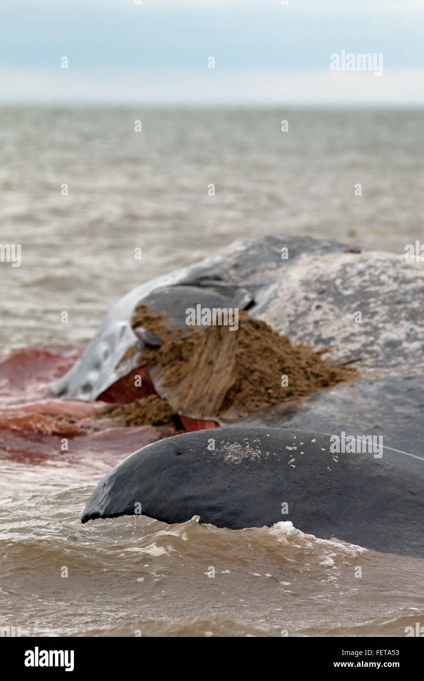 Pottwal (Physeter Macrocephalus). Fluke Ende eines 14 Meter lange gestrandeten Tieres Hunstanton, North Norfolk, Großbritannien. 2016 Stockfoto