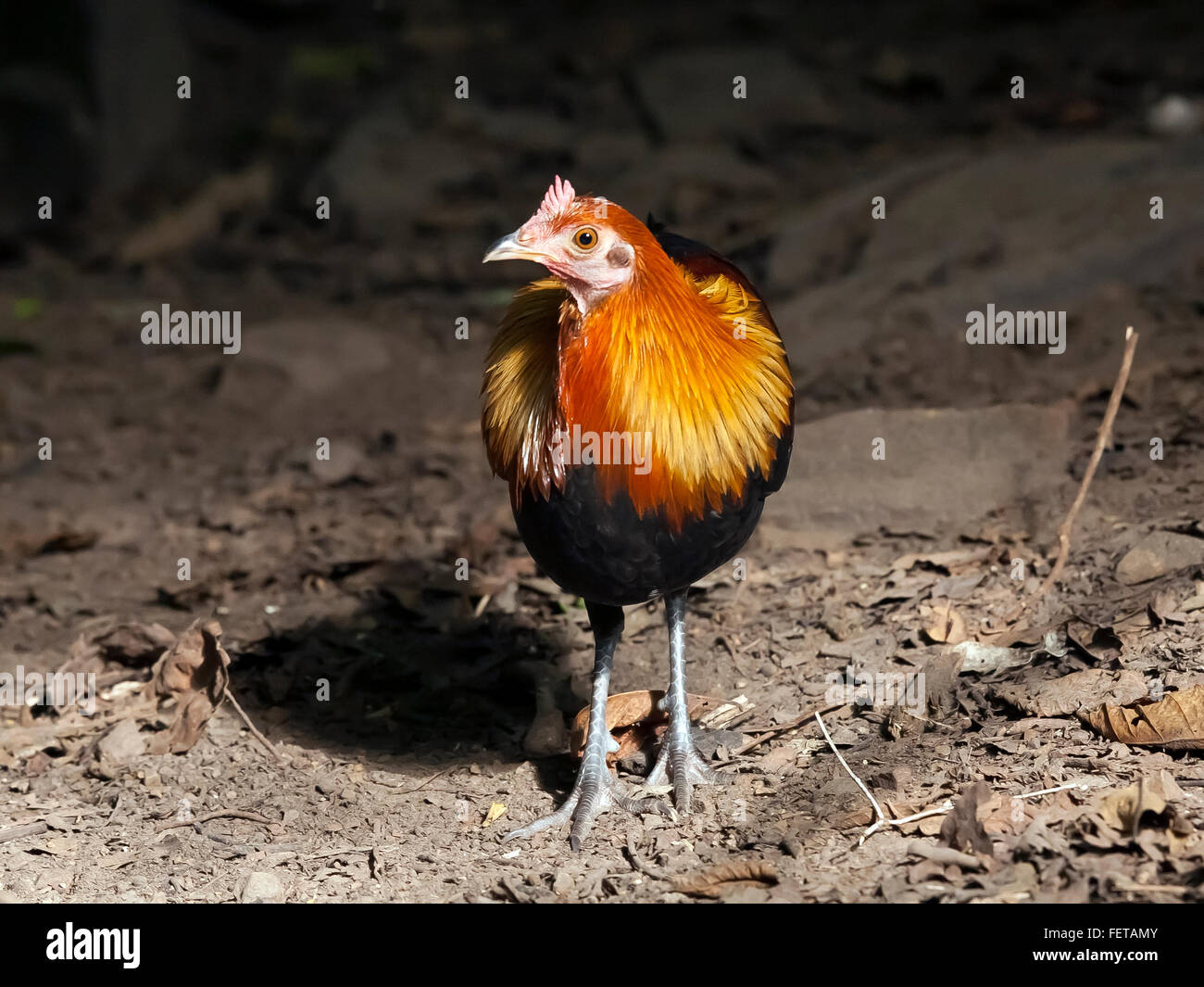 Kammhuhnprojekte (Gallus Gallus), Kaeng Krachan National Park, Phetchaburi, Thailand Stockfoto