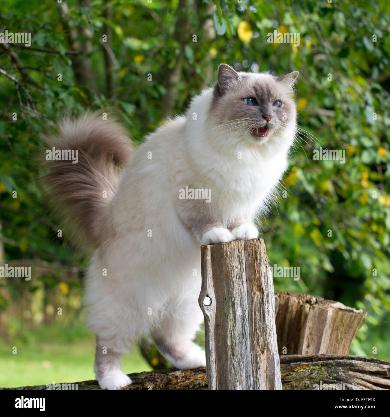 Große flauschige Katze mit blauen Augen aufrecht auf den Hinterbeinen stehend Stockfoto