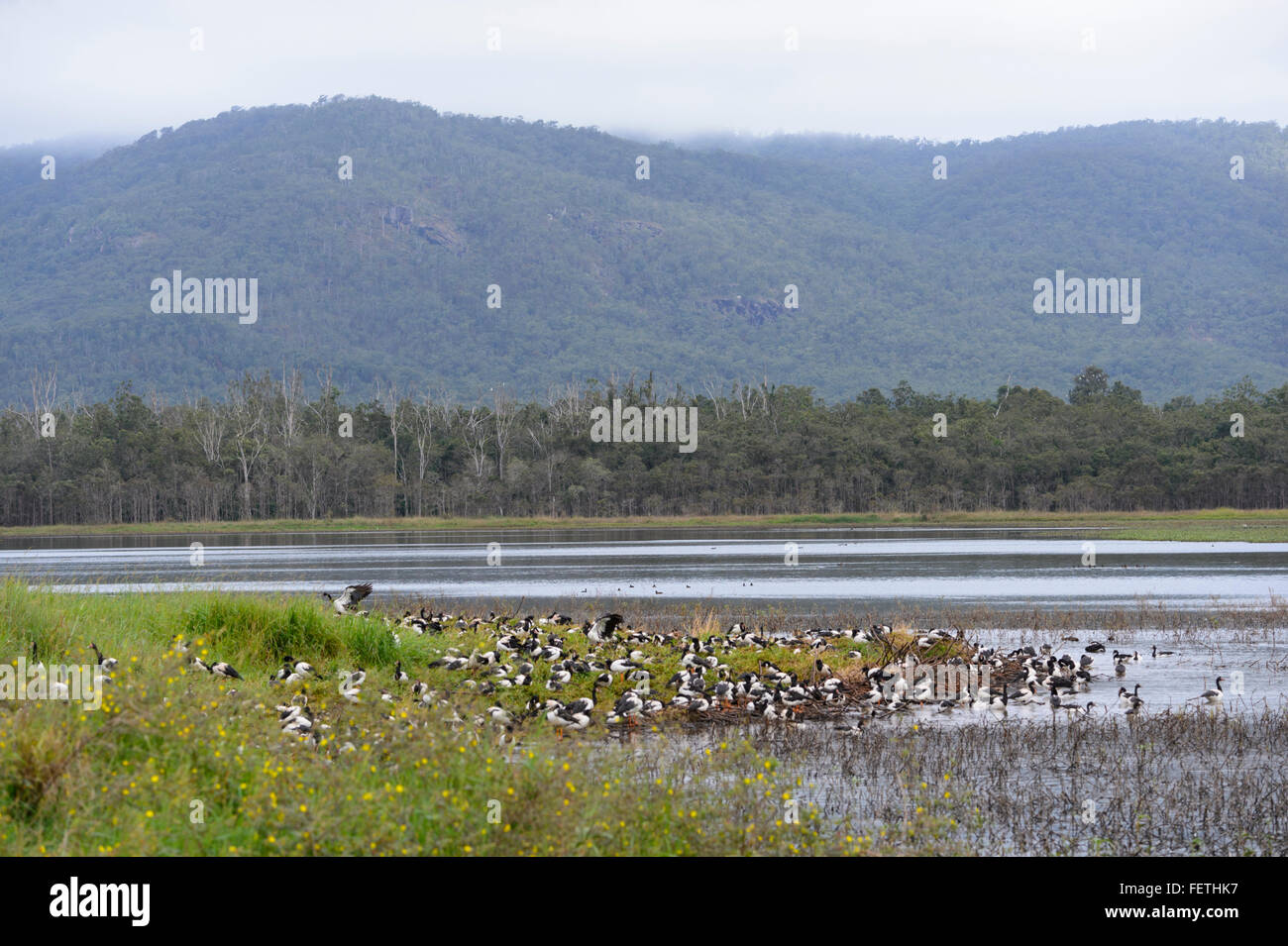 Spaltfußgänse (Anseranas semipalmata), Hasties Sumpf, Atherton Tablelands, Far North Queensland, Australien Stockfoto
