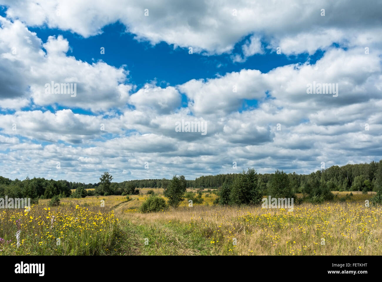 Sommerlandschaft natürlichen landwirtschaftlichen Bereich: schöne Wiese mit Land Straßen- und gelbe Wildblumen unter Sommer blauer Himmel Witz Stockfoto