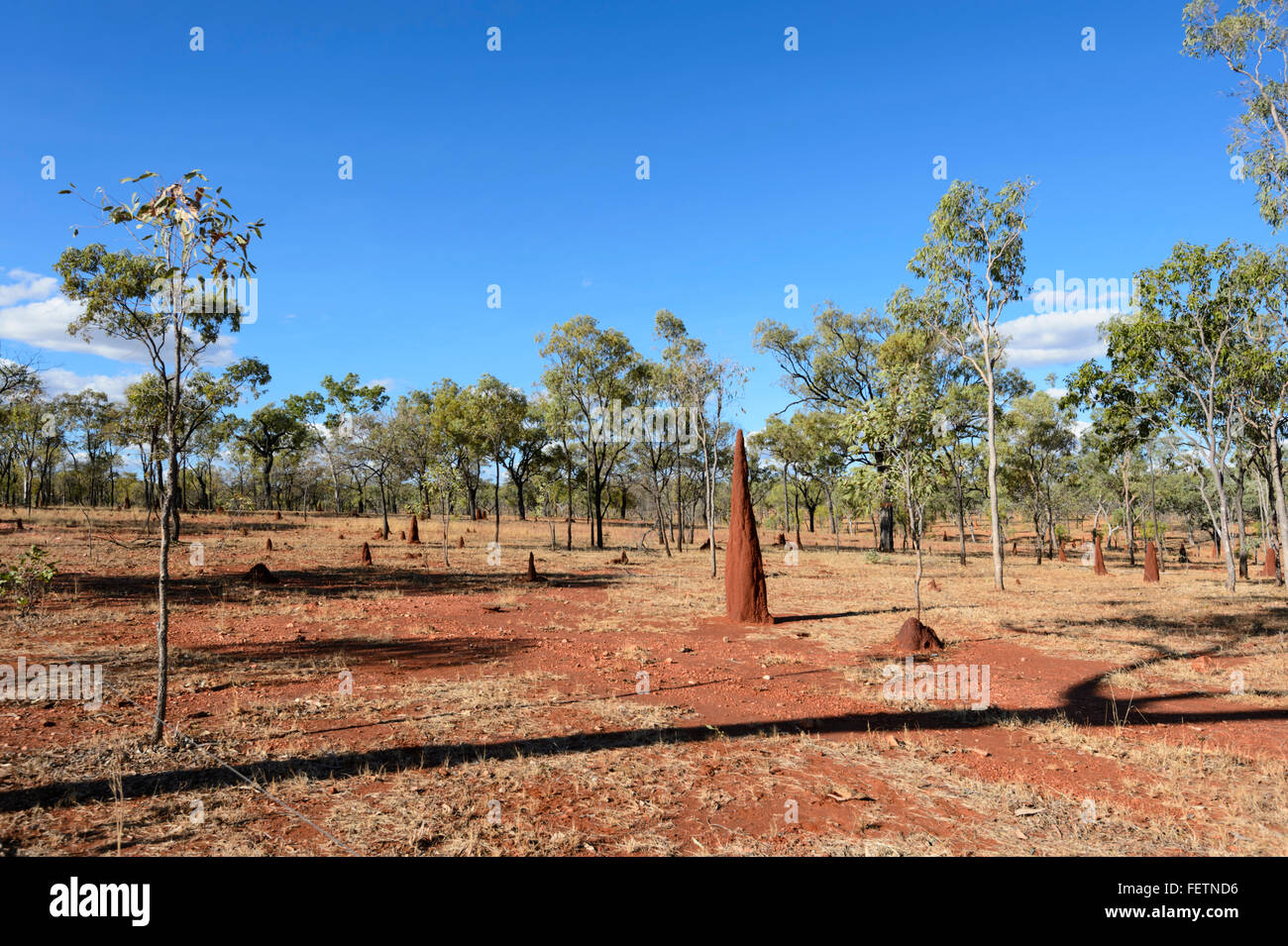 Termitenhügel, Gulf Savannah, Queensland, Australien Stockfoto