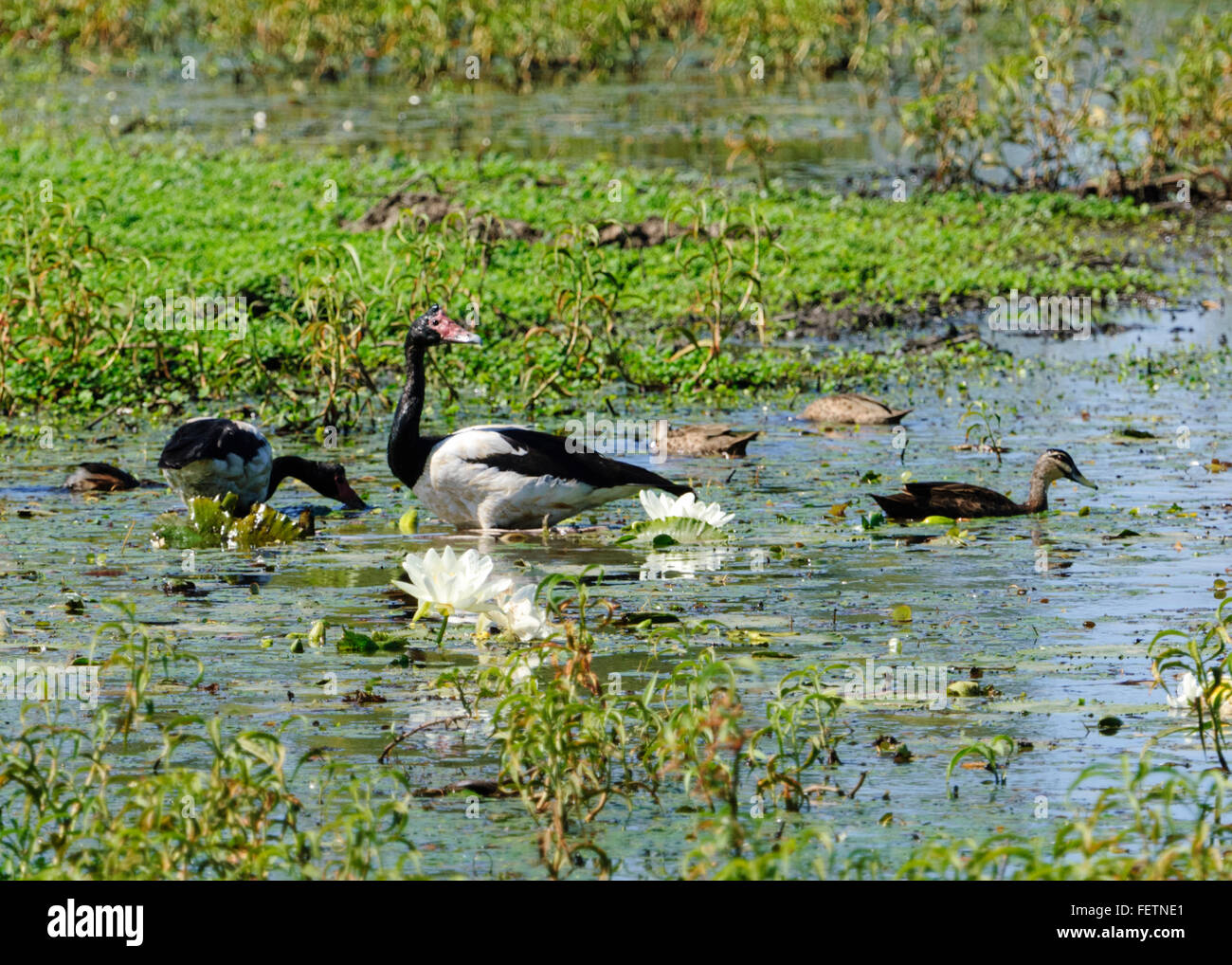 Magpie Gänse (Anseranas Semipalmata), Gulf Savannah, Queensland, Australien Stockfoto