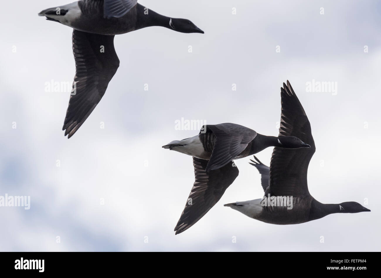 Drei Ringelgänse fliegen Stockfoto