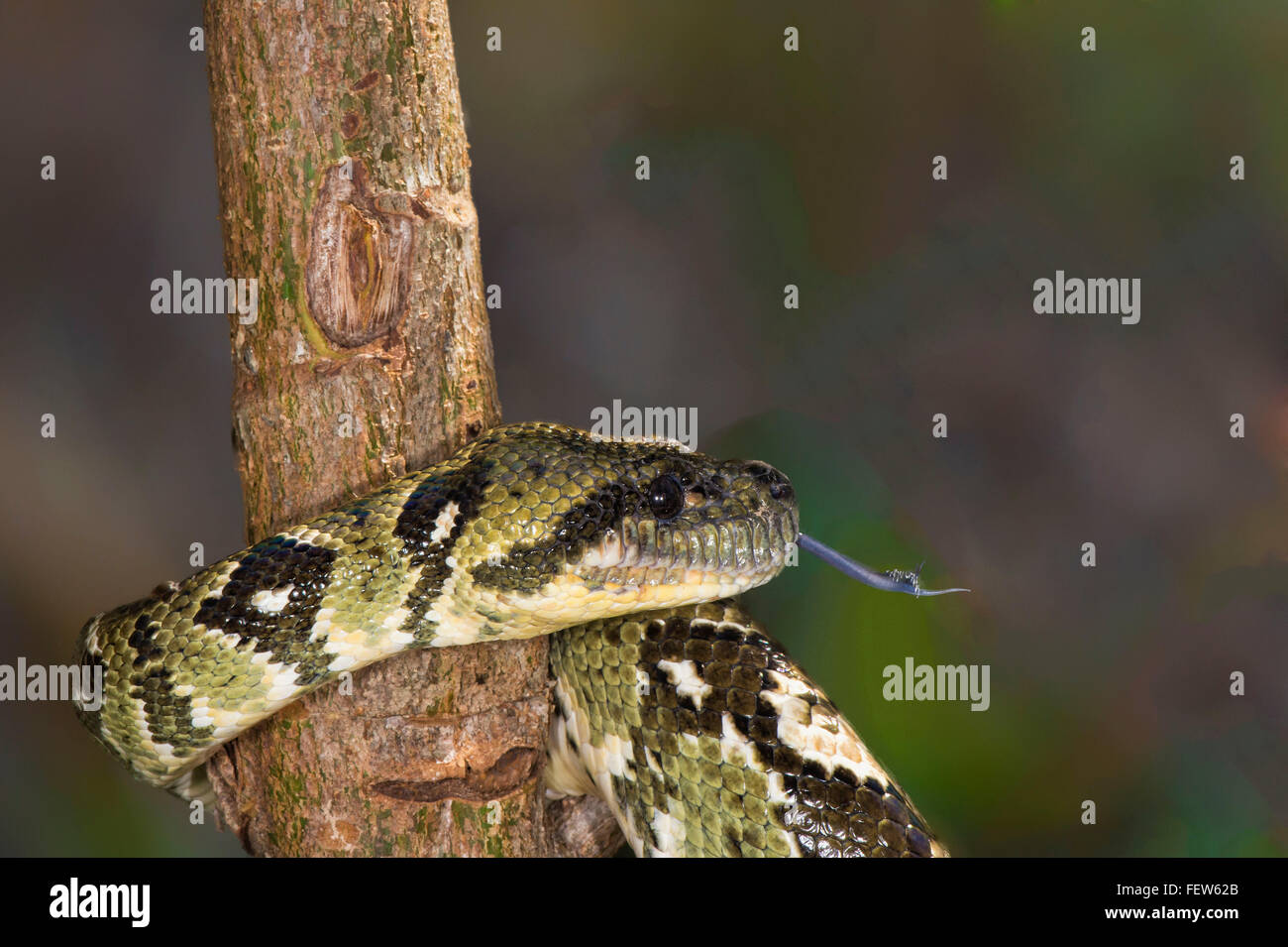 Madagaskar-Baum-Boa (Sanzinia Madagascariensis), Madagaskar Stockfoto