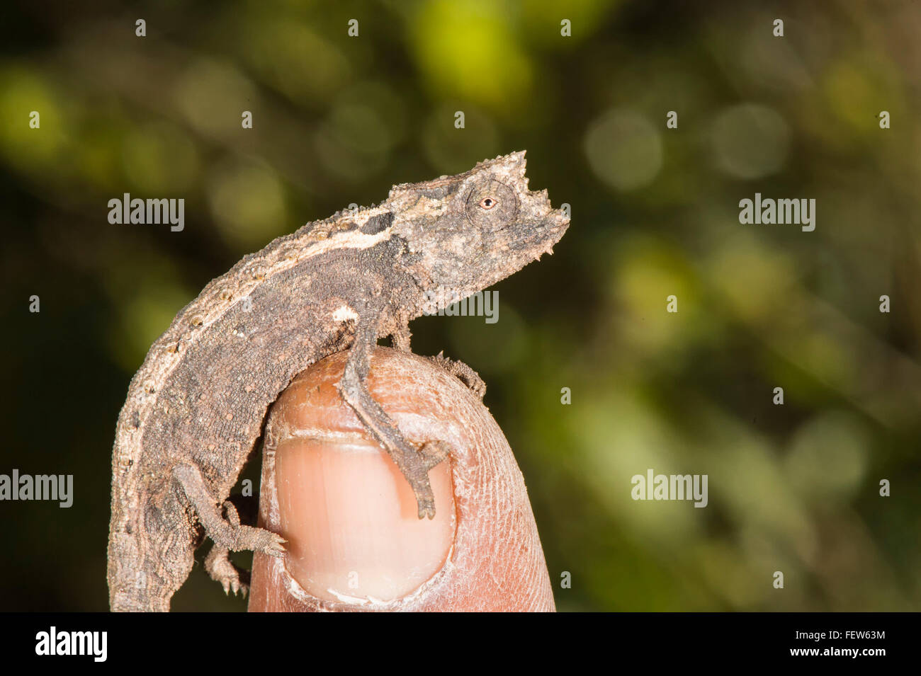 Madagassische Zwerg Chamäleon (Brookesia Minima), Madagaskar Stockfoto