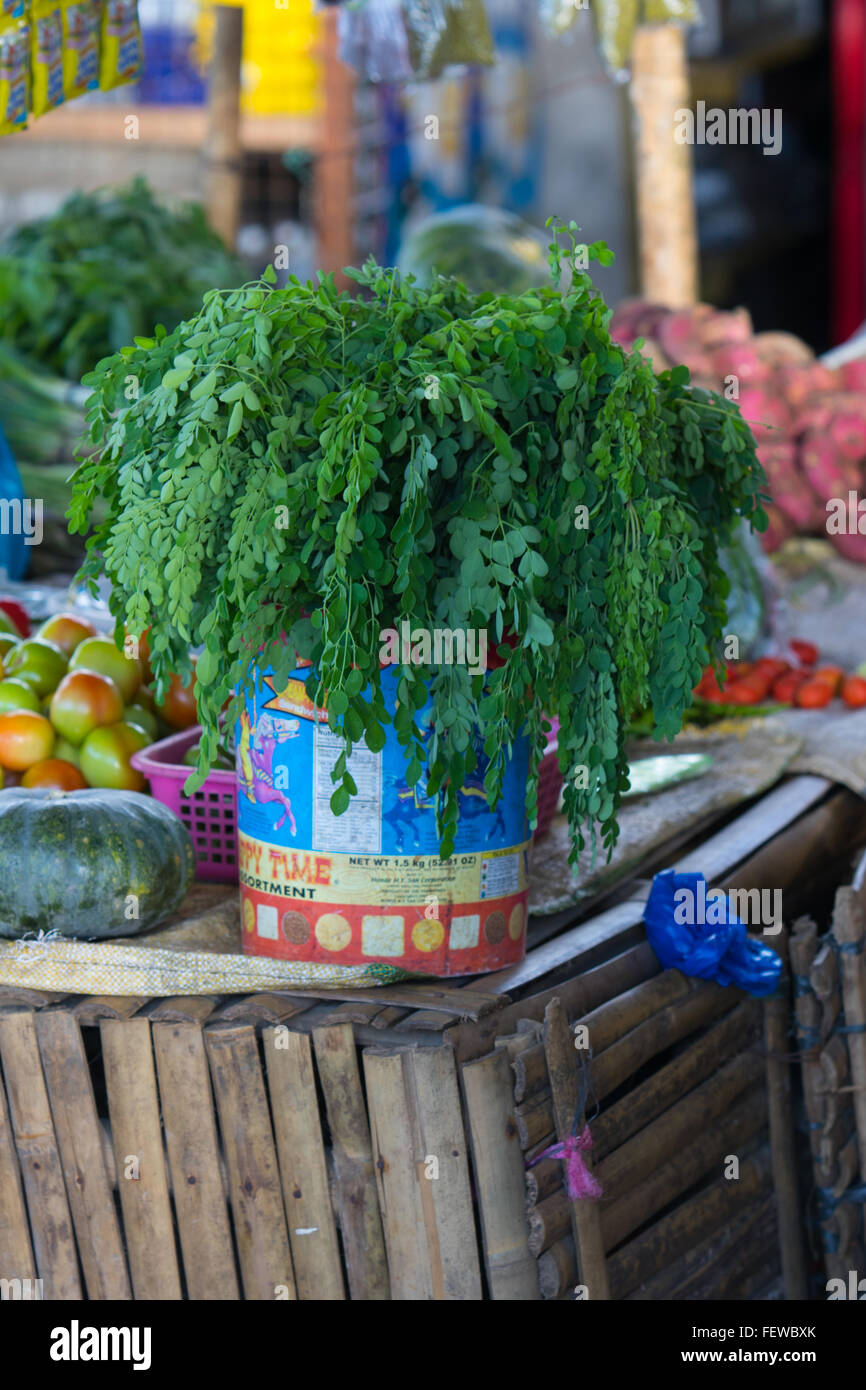 Bekannt als Malunggaypflanze in den Philippinen, Blätter sind in der Regel in Suppen verwendet & verfügt über Eigenschaften, dass Hilfe Heilung. Stockfoto