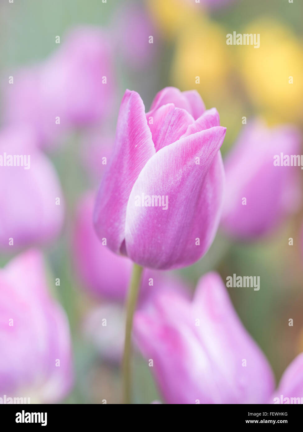 Tulpen im Tulip Messe, Tropical Dream-Zentrum, Expo Park, Motobu, Okinawa Stockfoto