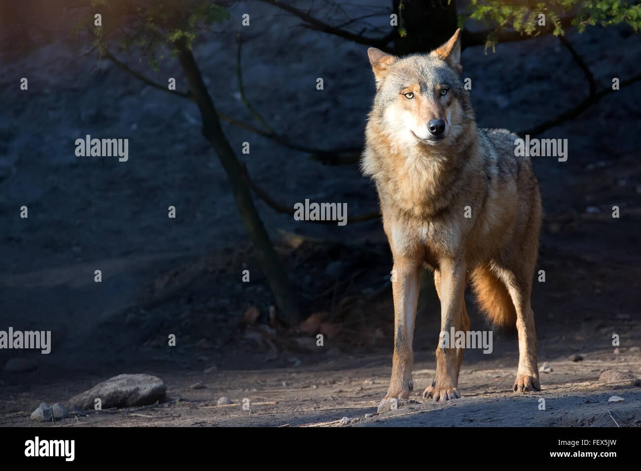 Wolf in freier Wildbahn, im Wald Stockfoto