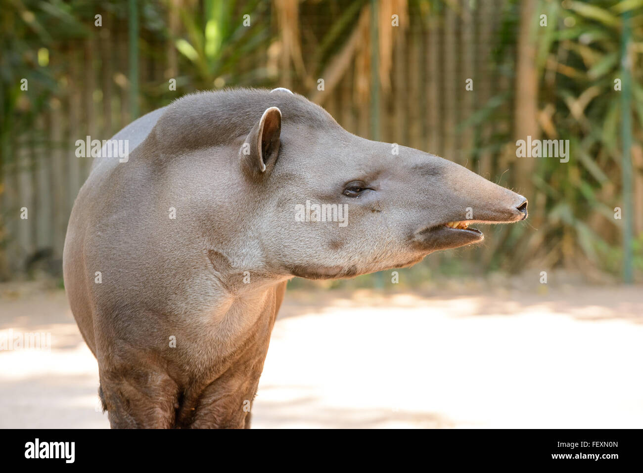 das seltsame Tapir Tier mit ihm seltsame Nase Stockfoto