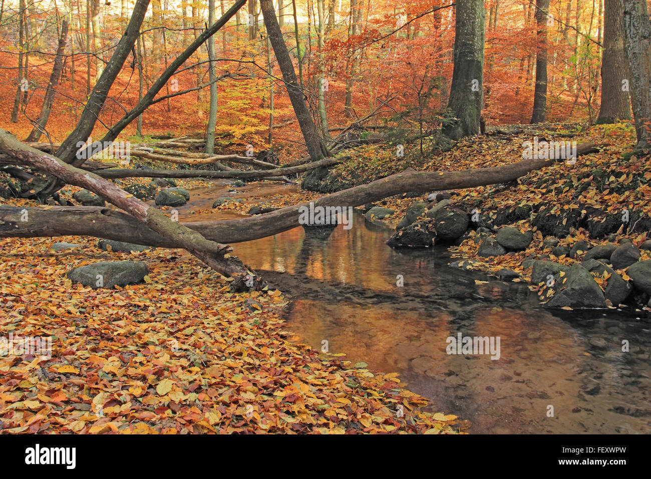 Alten Wald im Herbst mit Fluss Stockfoto