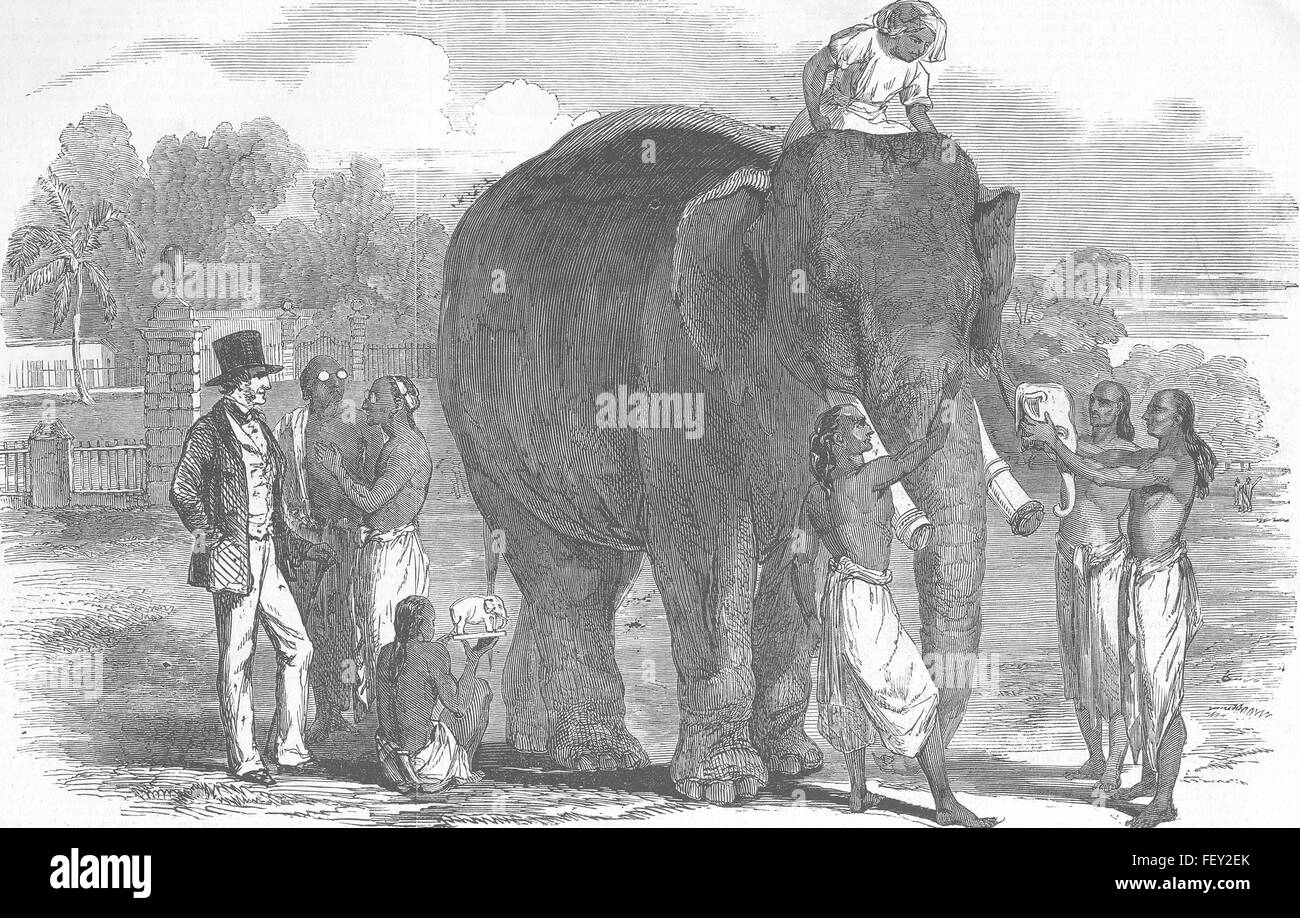 Indien-Elefant, in Berhampur 1851. Illustrierte London News Stockfoto