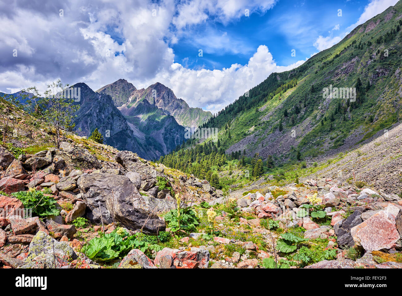 Berglandschaft mit wilder Rhabarber. Ursprüngliche Natur Ostsibiriens. Russland Stockfoto