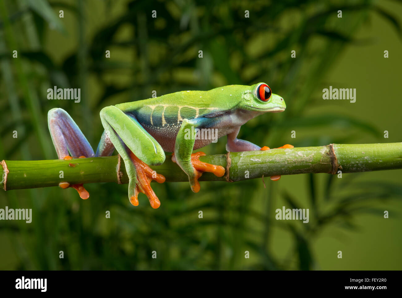 Rotäugigen Baumfrosch: Agalychnis Callidryas Stockfoto