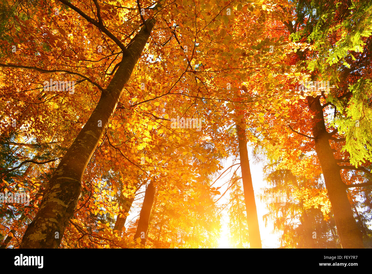 Blätter im Herbst bei sonnigem Wetter mit warmen Sonnenlicht. Stockfoto