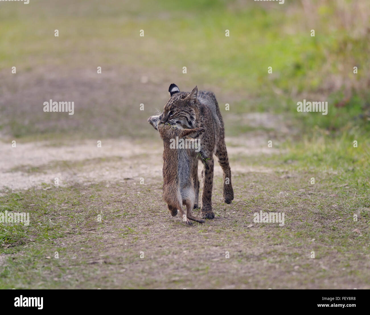 Wilde Bobcat hält ein Kaninchen im Maul Stockfoto