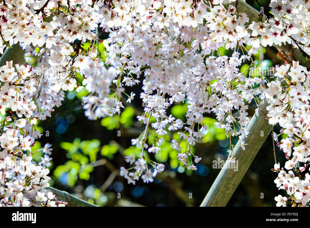Die blühende Kirsche Bäume in einem Garten, Pastell Farben mit verträumten Atmosphäre Stockfoto