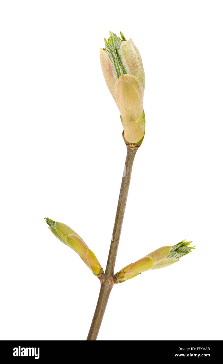 Knospe Ahorn isoliert auf weiss Stockfoto