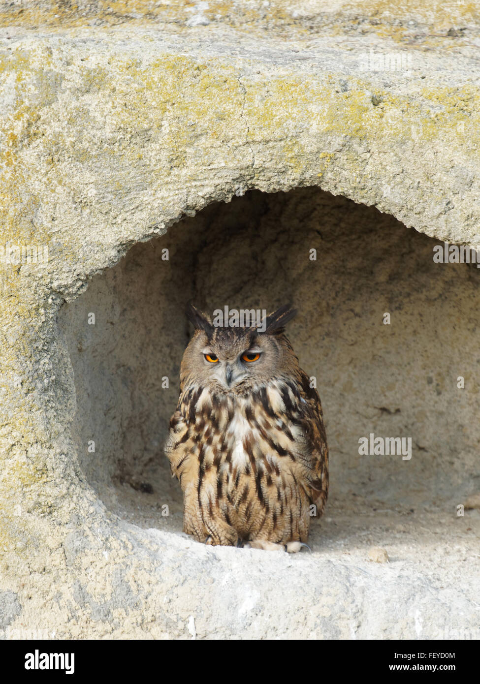 Europäischen Uhu, Bubo Bubo, Frankreich Stockfoto