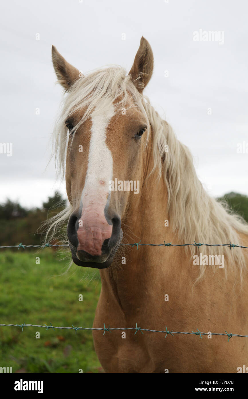 Braun/Beige irische Pferd auf der Wiese, Irland Stockfoto